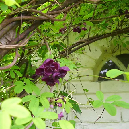 Bed & Breakfast De Houtwal *