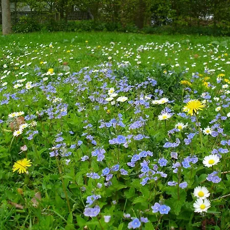 Bed & Breakfast De Houtwal *