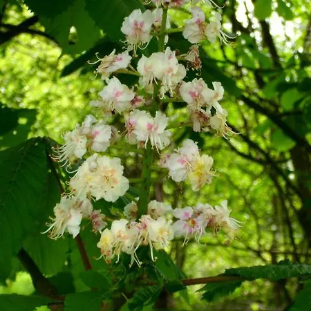 De Houtwal Bed & Breakfast *