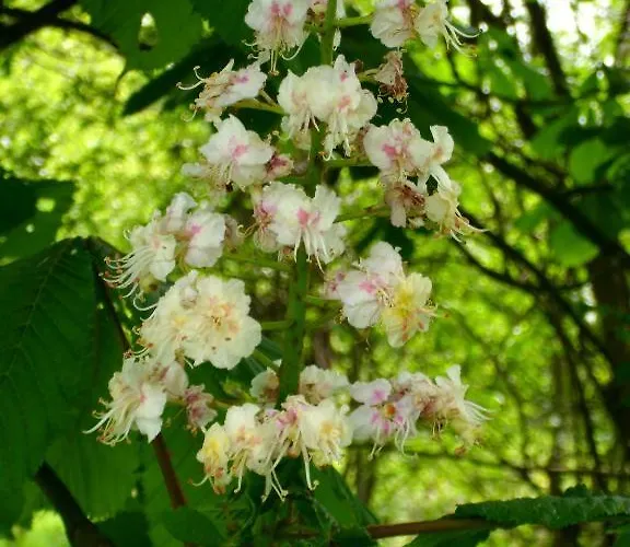 De Houtwal Bed & Breakfast *