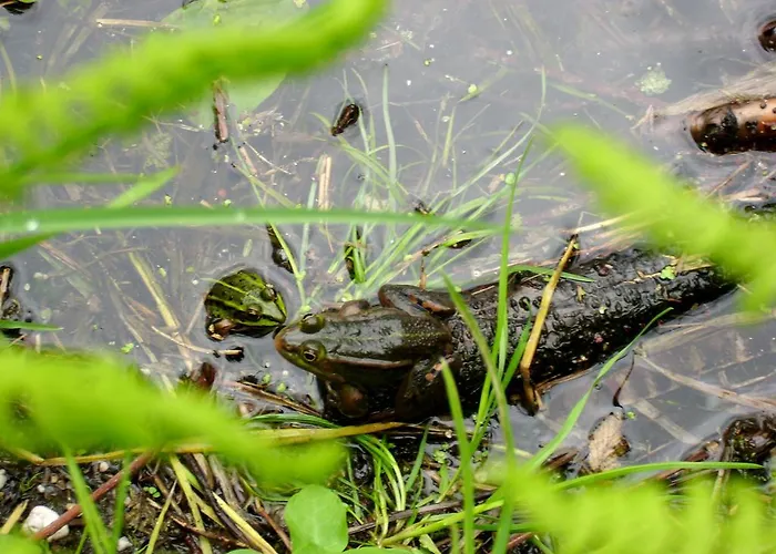 De Houtwal 埃姆斯特