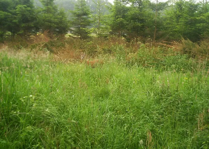 De Houtwal 埃姆斯特